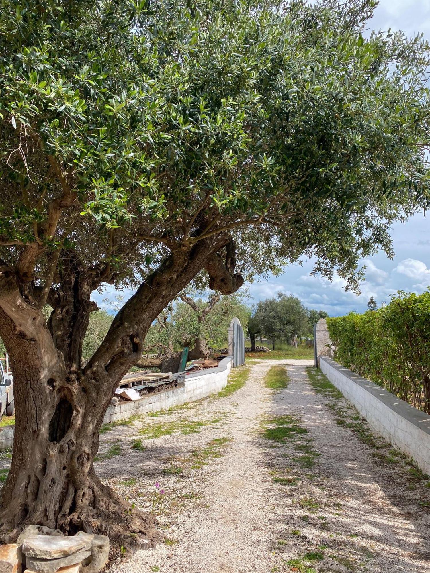 Trullo Pinto Apartment Локоротондо Екстериор снимка